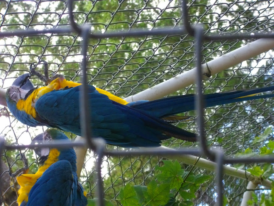 Blue macaws in snactuary