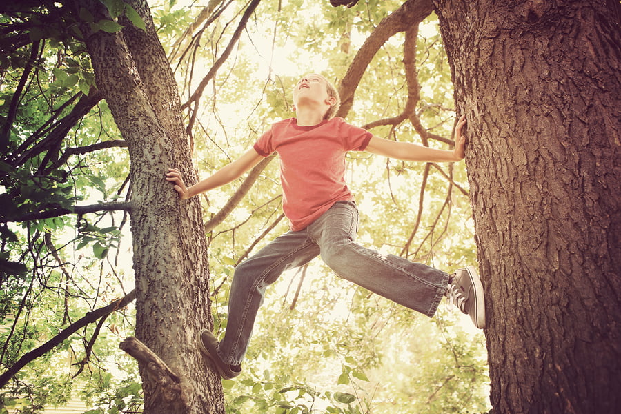Climbing tree Charlie Hersman