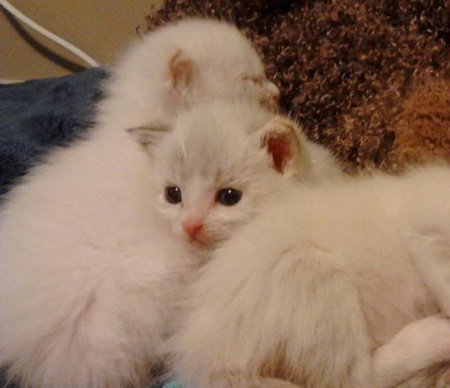 Fostering kittens between drafts of Warpworld